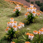 Cat Eye Dazzle Seeds and Free Organic Pot