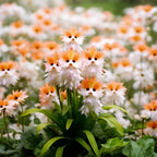 Cat Eye Dazzle Seeds and Free Organic Pot