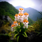 Cat Eye Dazzle Seeds and Free Organic Pot