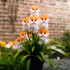 Cat Eye Dazzle Seeds and Free Organic Pot